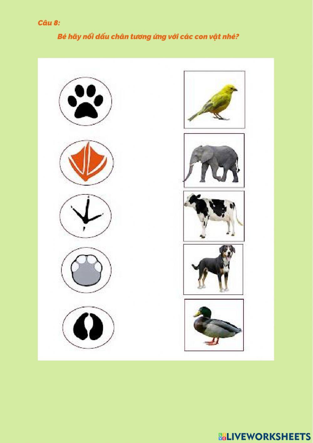 Những con vật đáng yêu