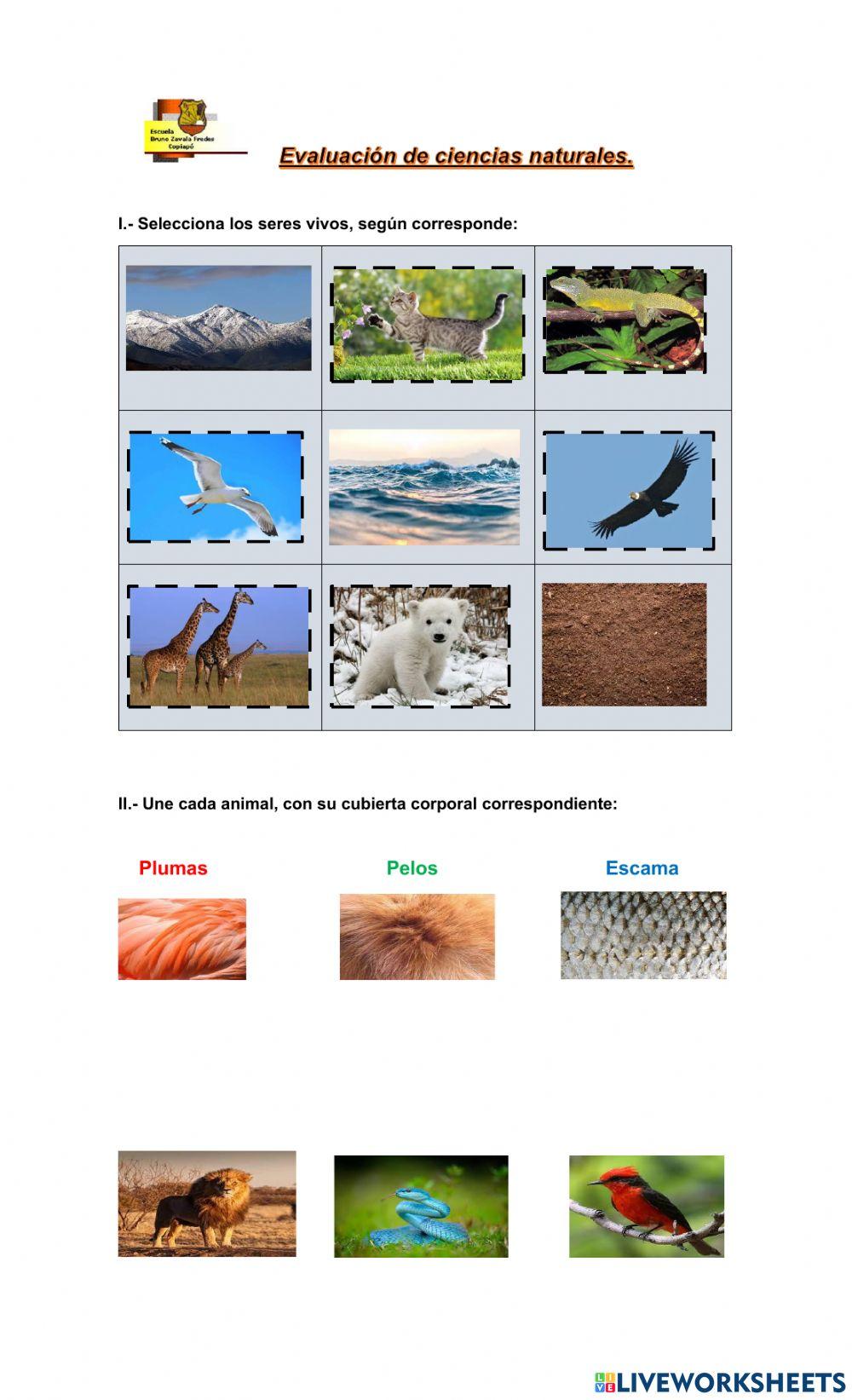 Evaluación de ciencias