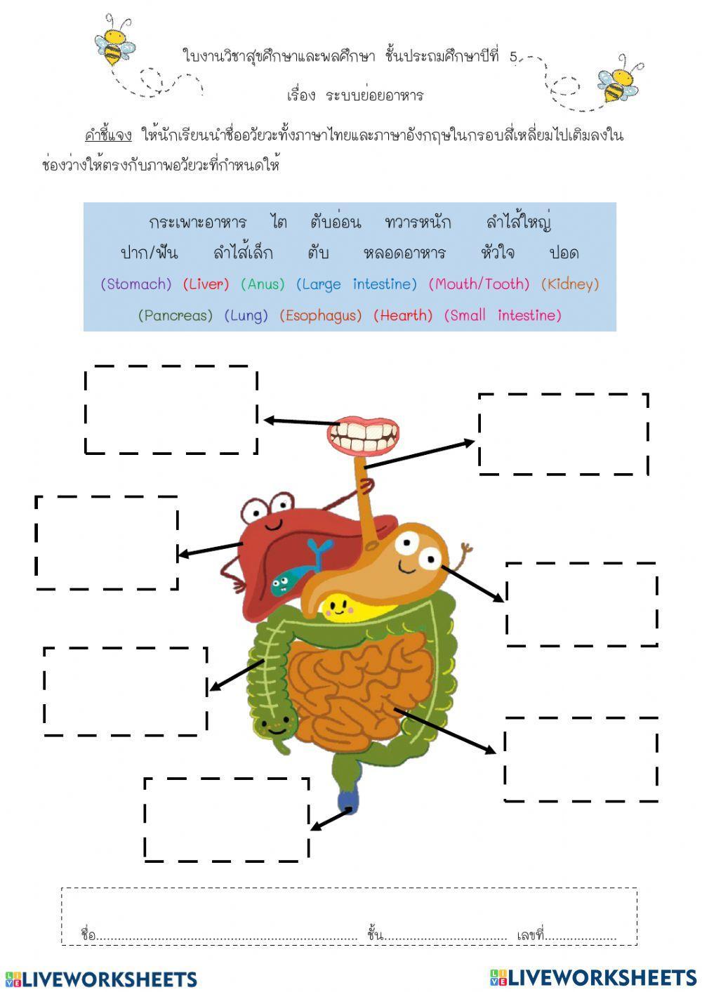 ระบบย่อยอาหารชั้น ป.5