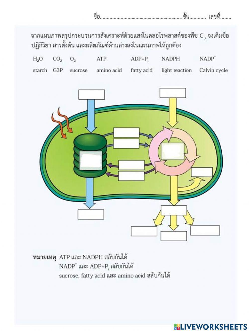 ข้อเขียน ม.5