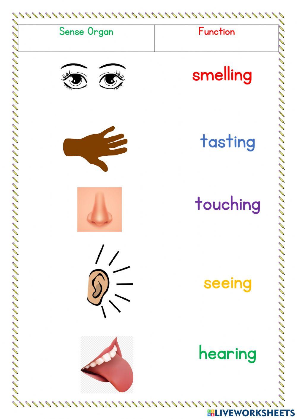 Sense organs and functions