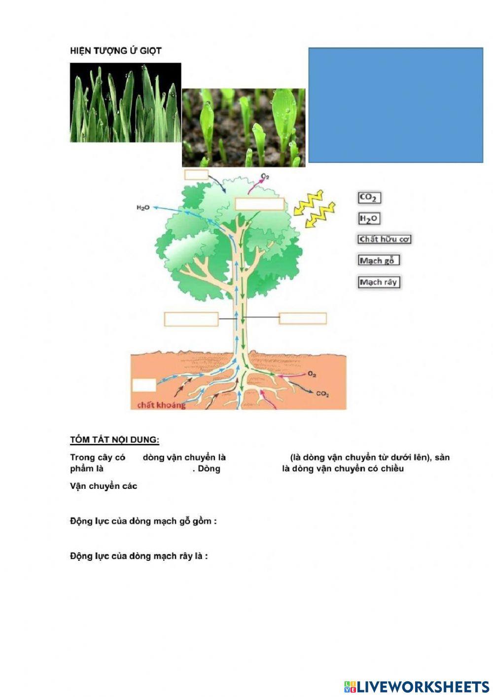 Bài 2: vận chuyển chất trong cây