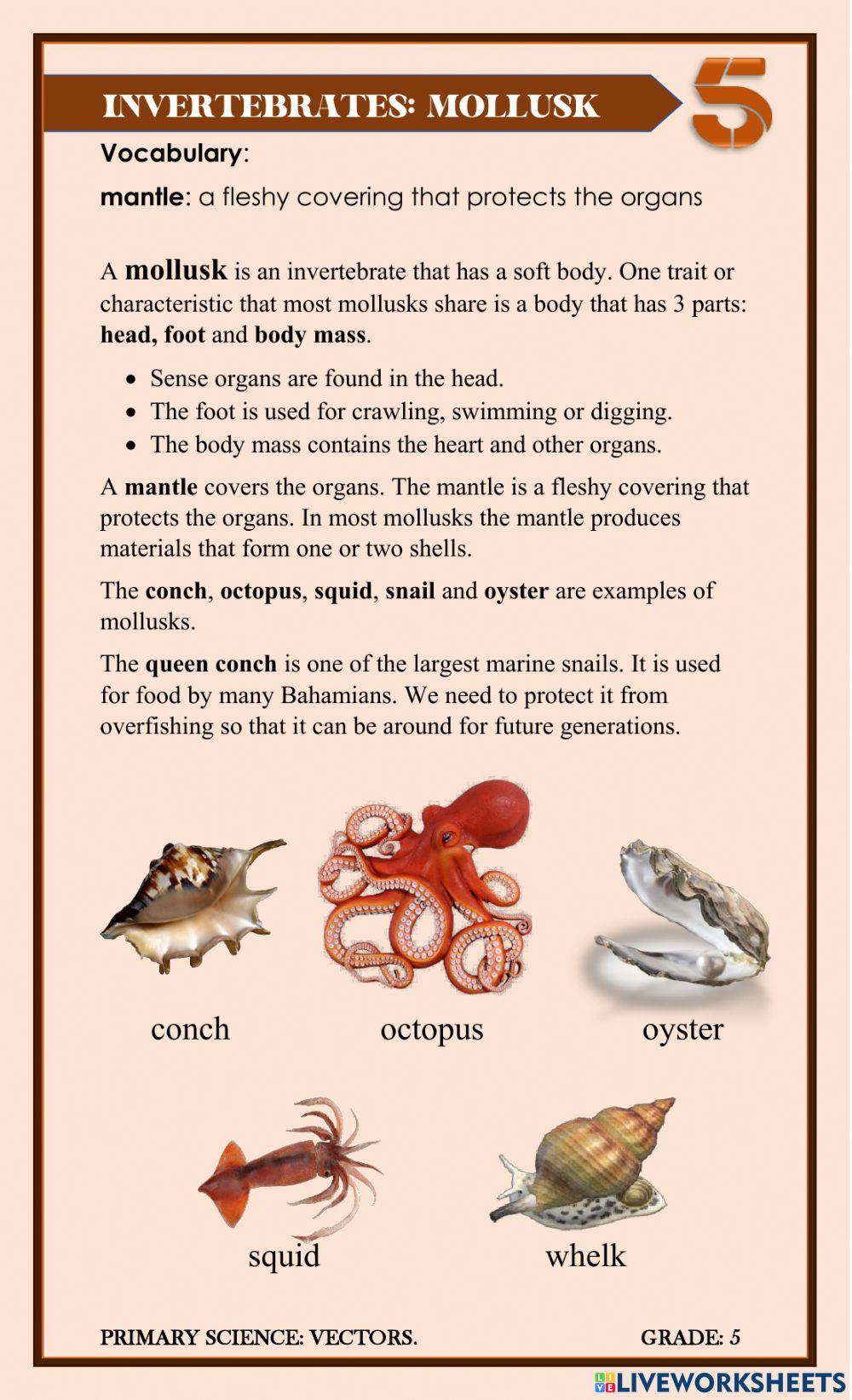 Invertebrates Mollusks