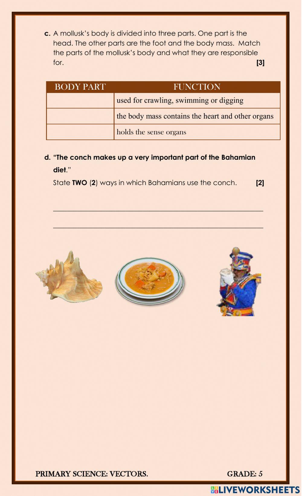 Invertebrates: Mollusks