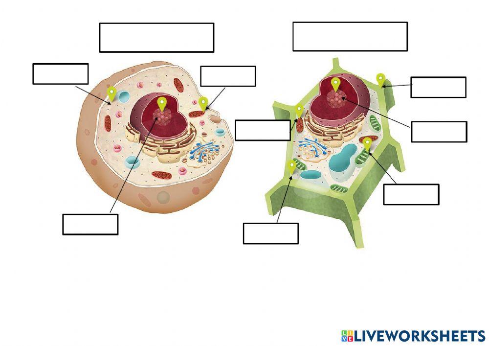 Célula animal y vegetal