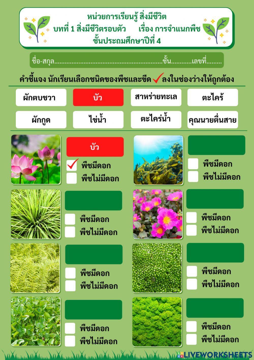 การจำแนกพืช ชั้นป.4