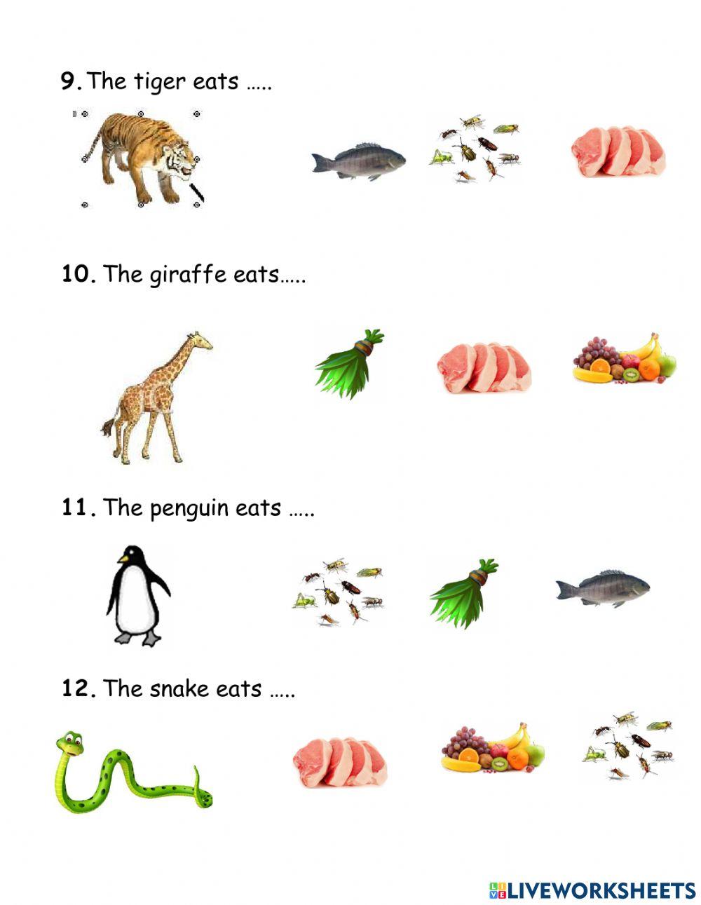 Zoo Animal and Their Diets