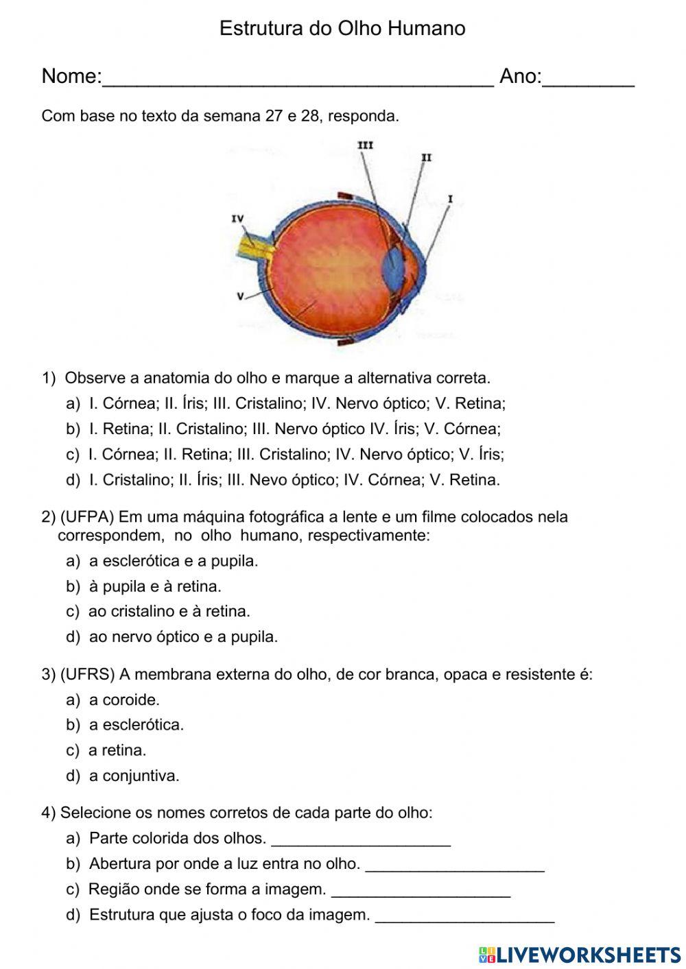 Estrutura do olho humano worksheet live worksheets