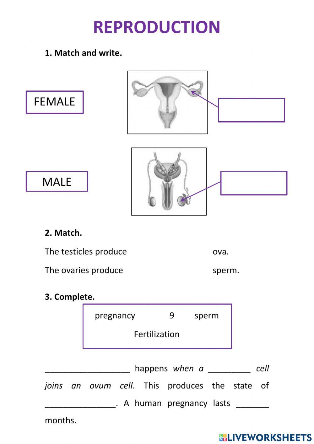 Reproduction Reproduction