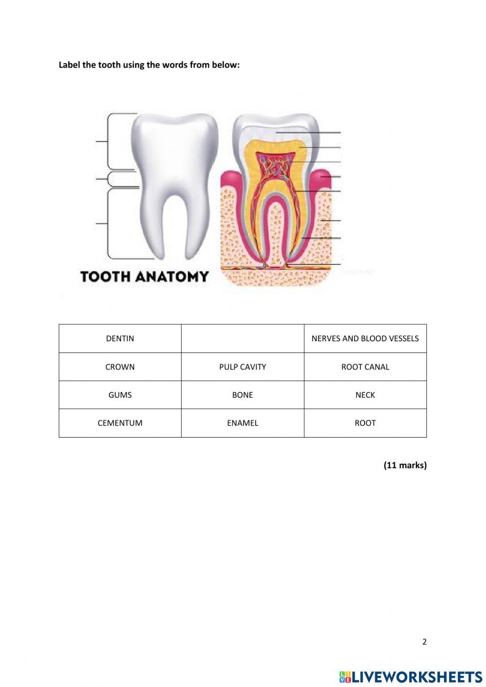 Teeth- Human Dentition