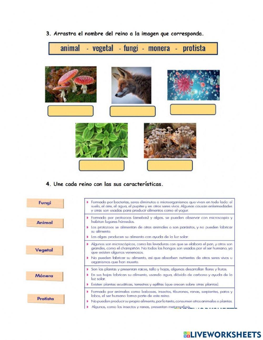 Examen final - Etapas