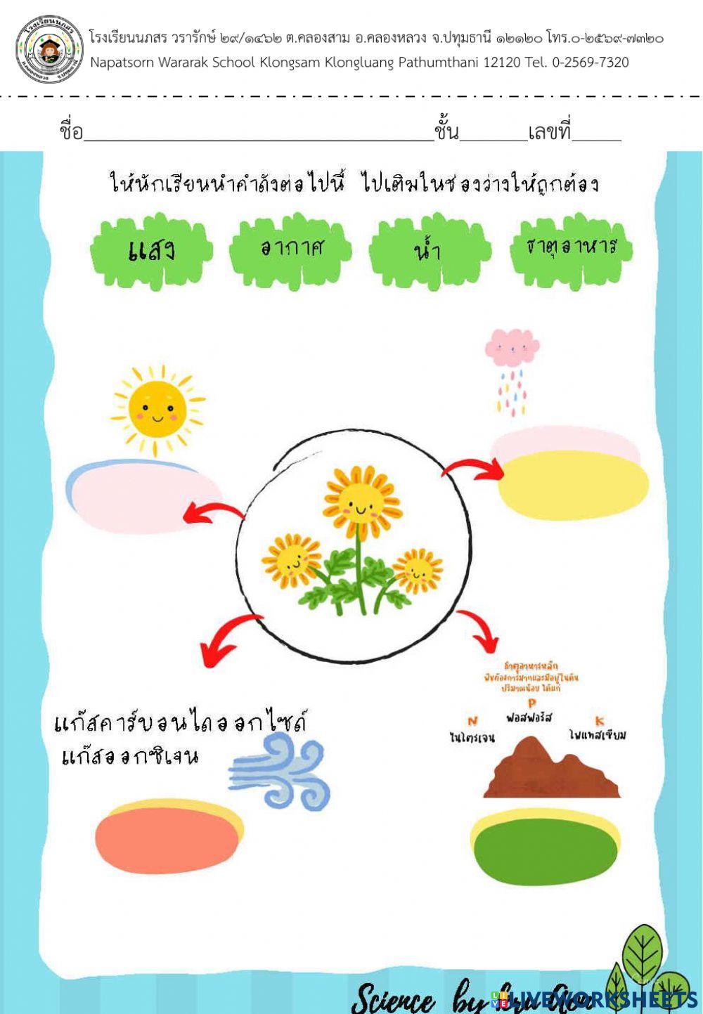 พืชรอบตัวเรา