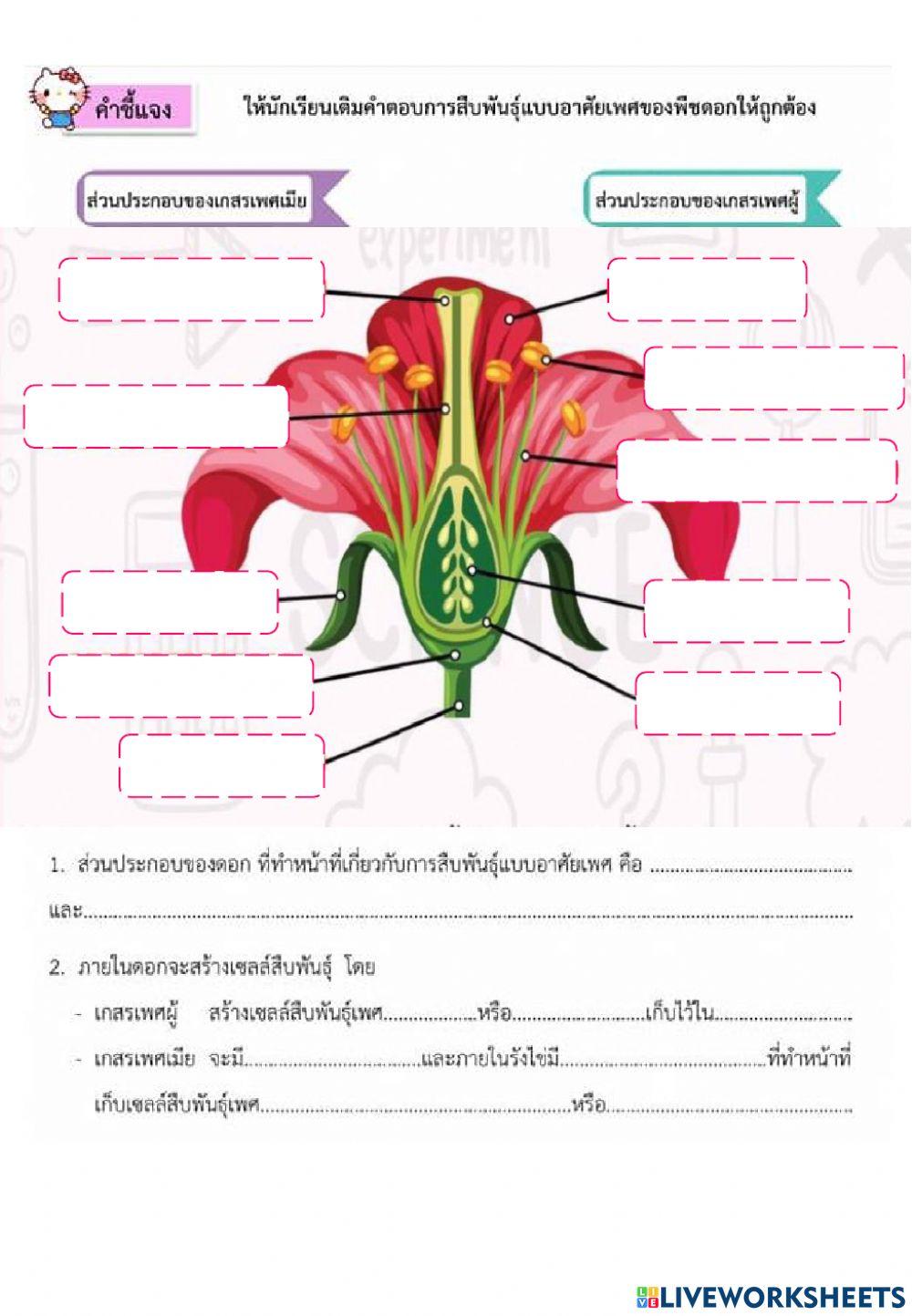 พืชรอบตัวเรา