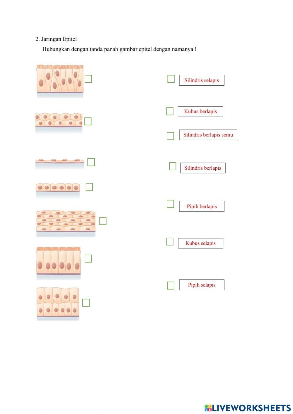LKPD Struktur dan Jaringan Hewan
