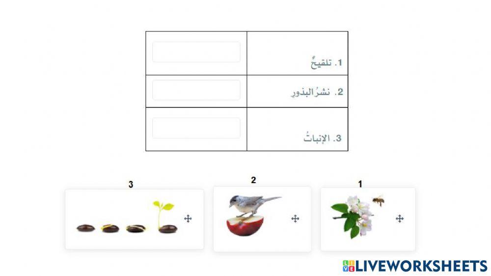 درس 31 تكاثر البذور ومغطاة البذور