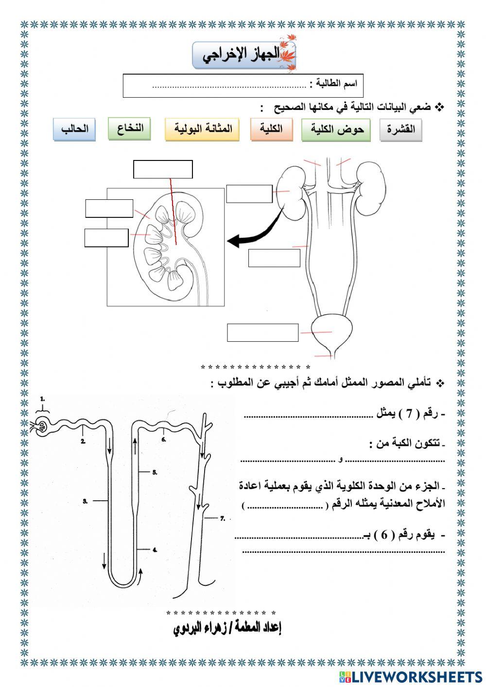الجهاز الاخراجي