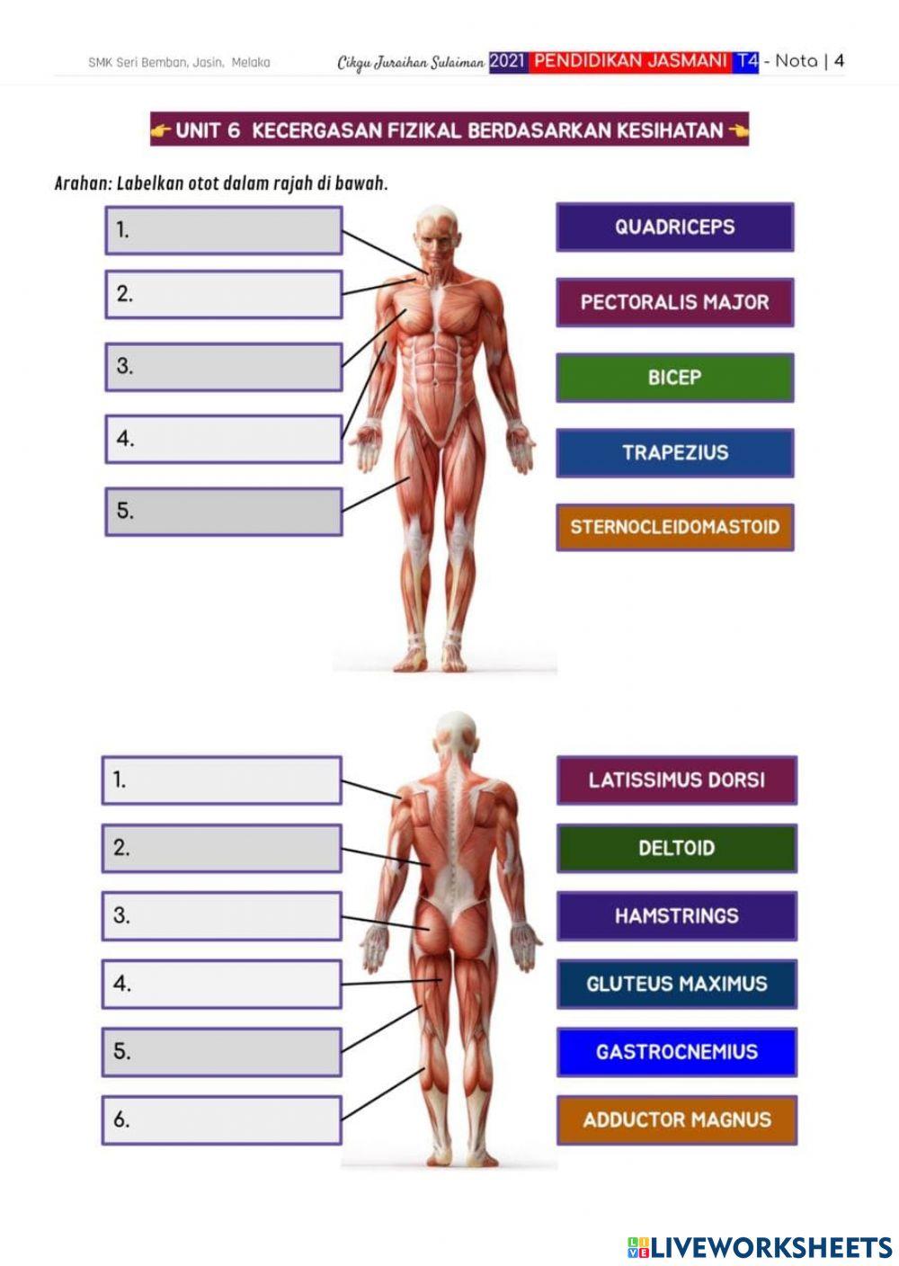 Otot yang terlibat dalam aktiviti regangan