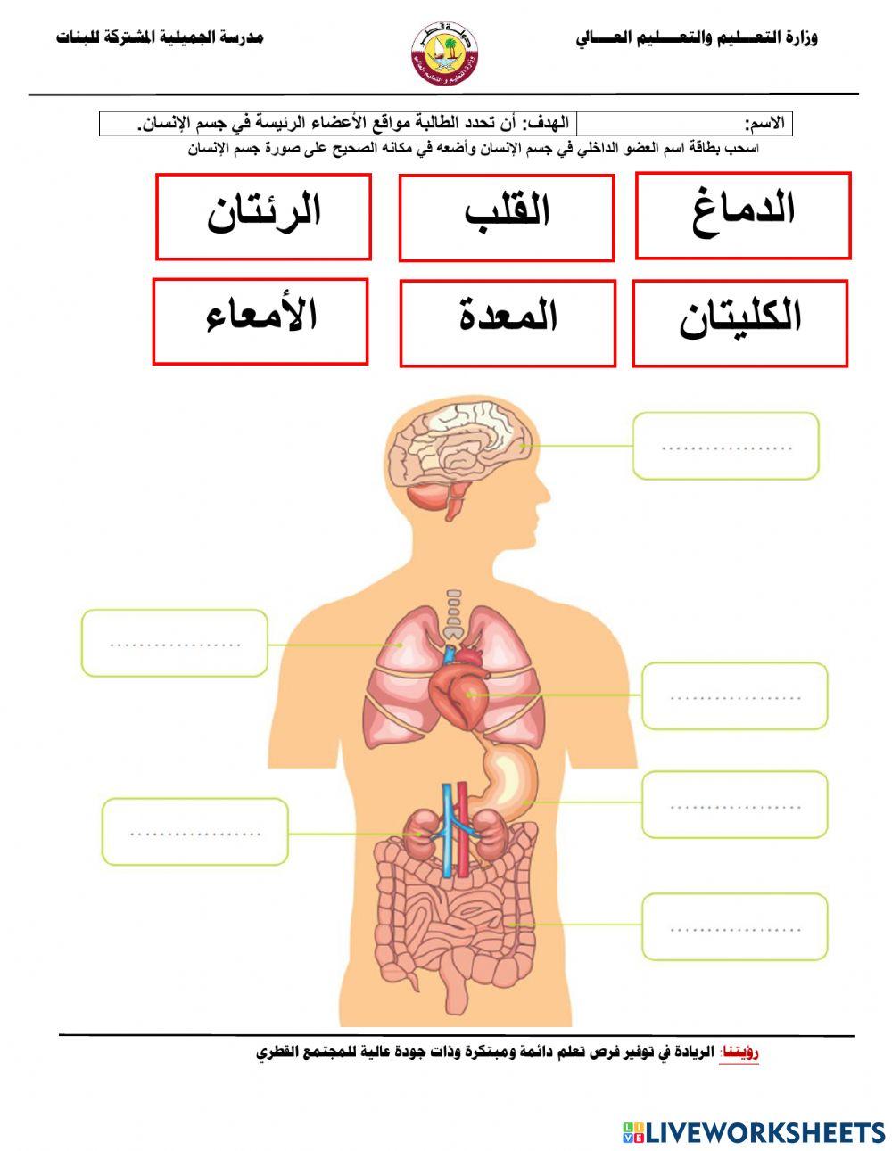 الاعضاء الداخلية لجسم الانسان