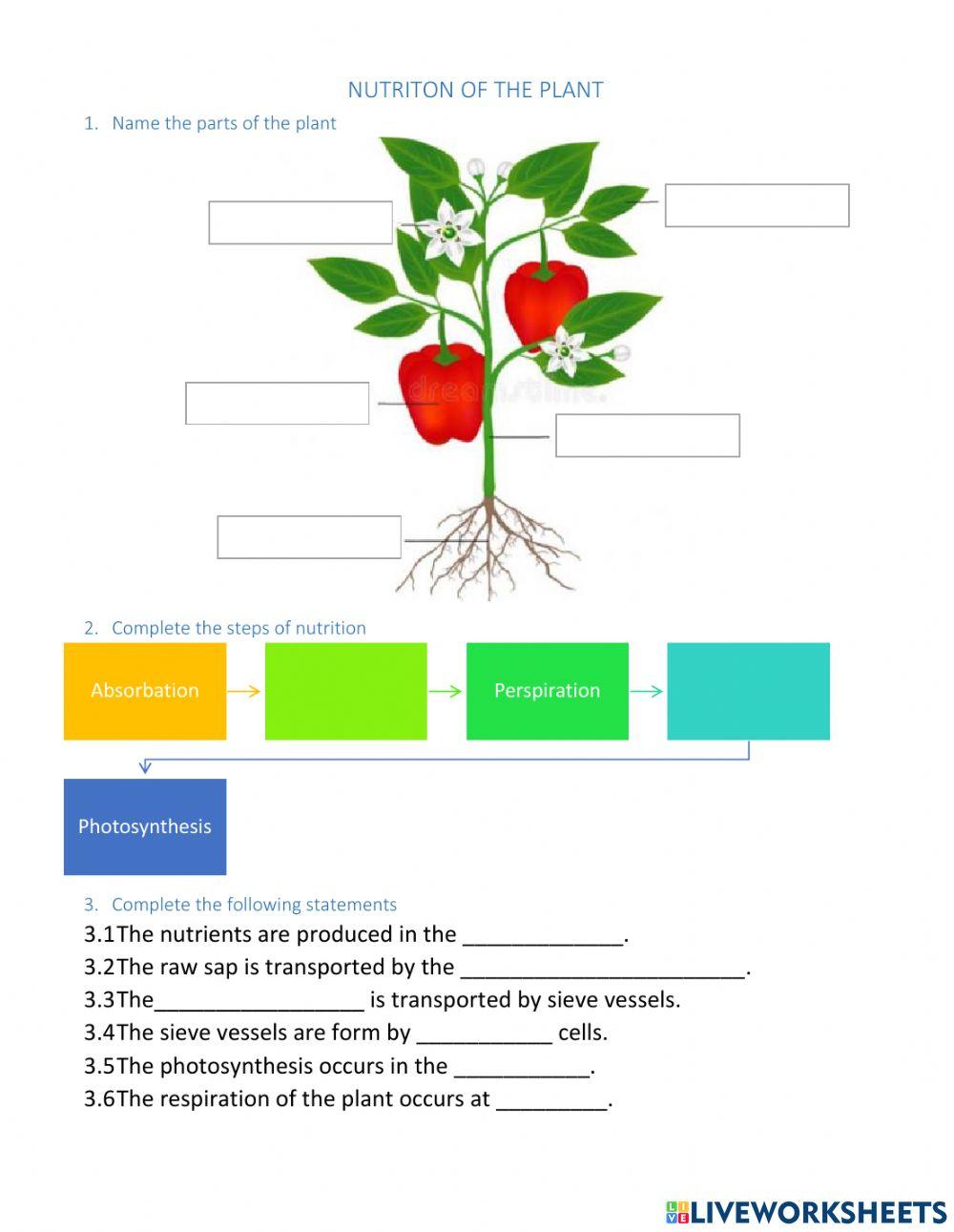 Plants nutrition