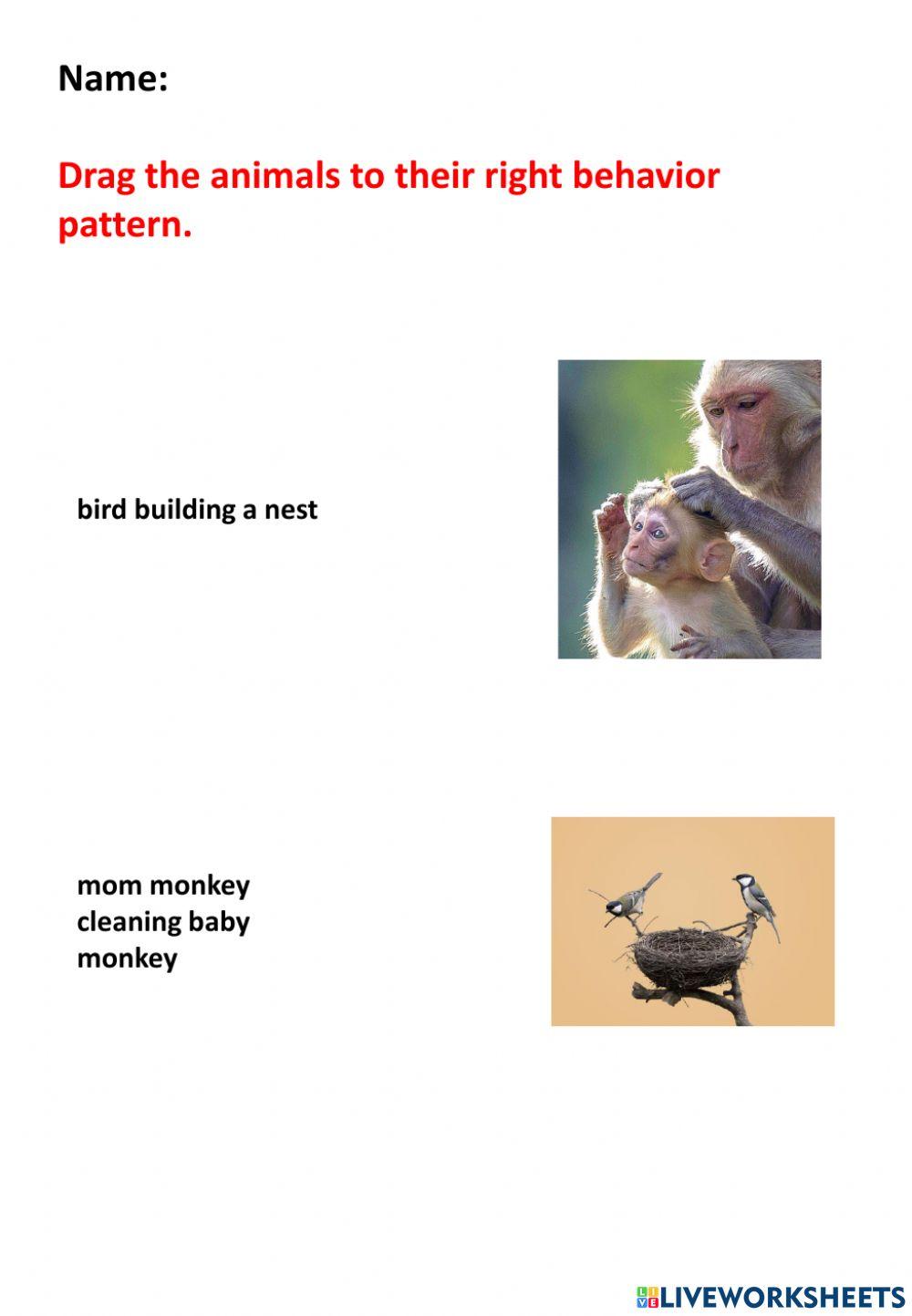 Animal beavior pattern