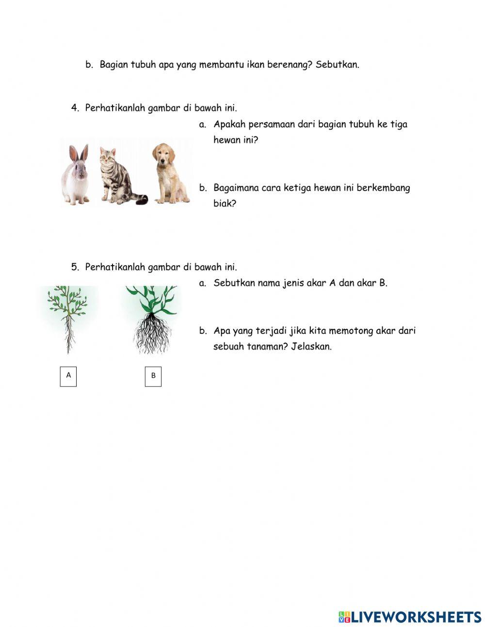 Mid Semester IPA Primary 4