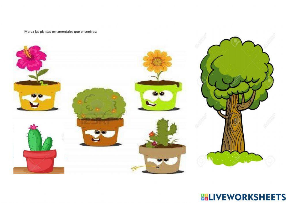 Plantas ornamentales