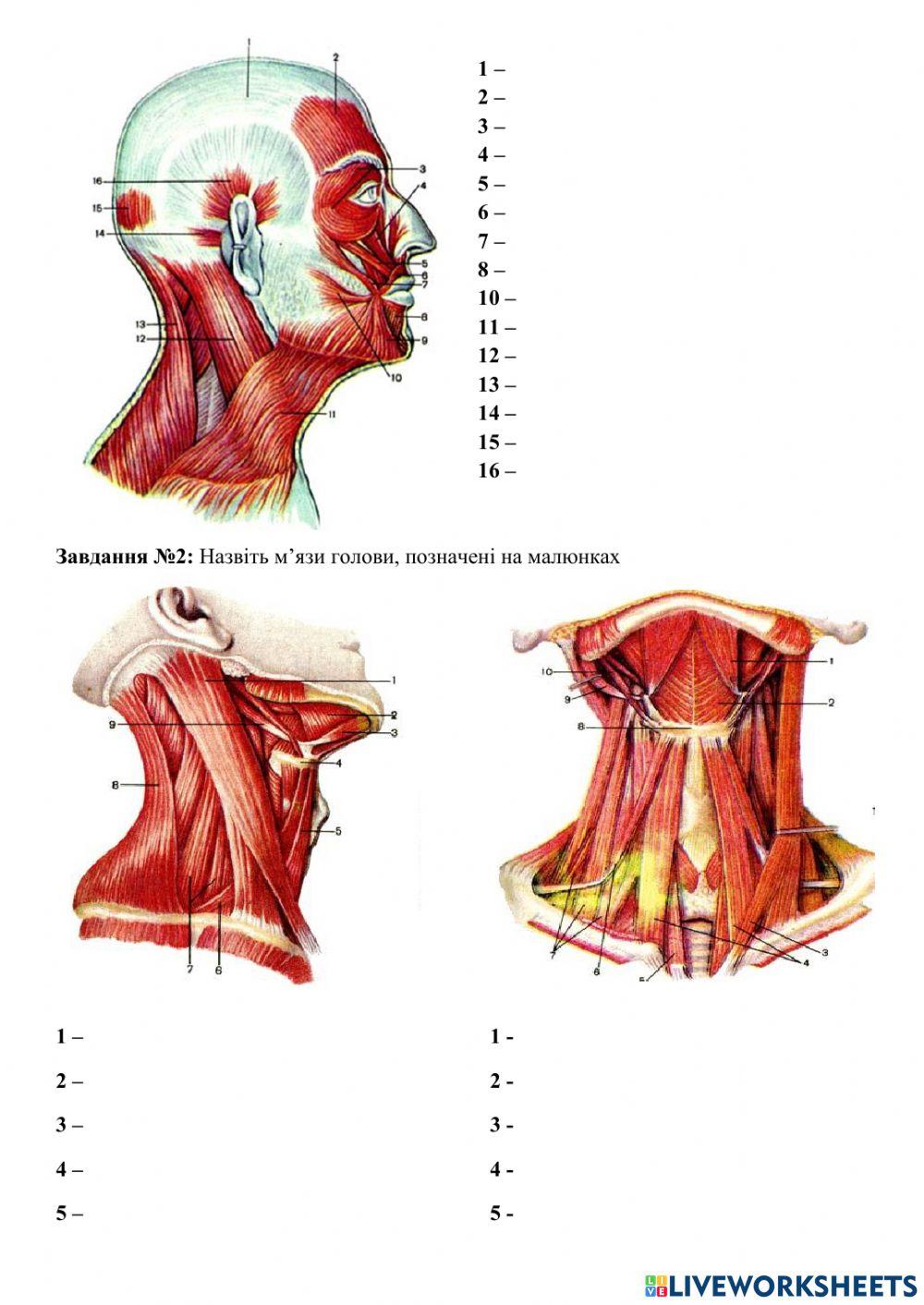 М'язи голови та шиї