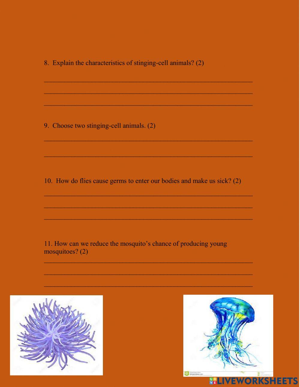Stinging Cell Animals and Vectors