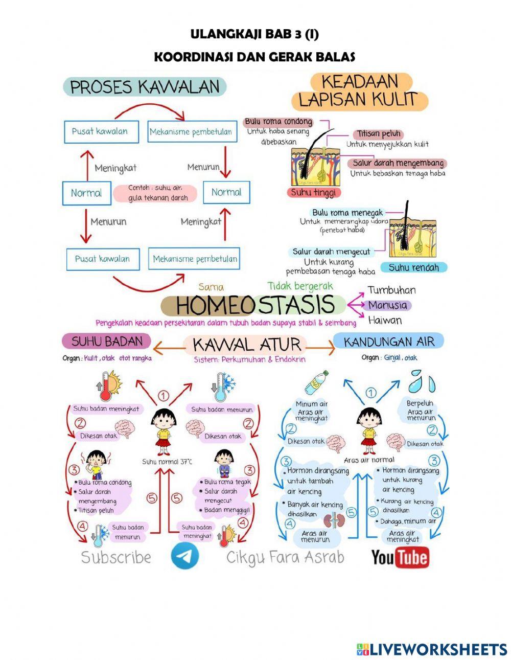 Homeostasis Manusia