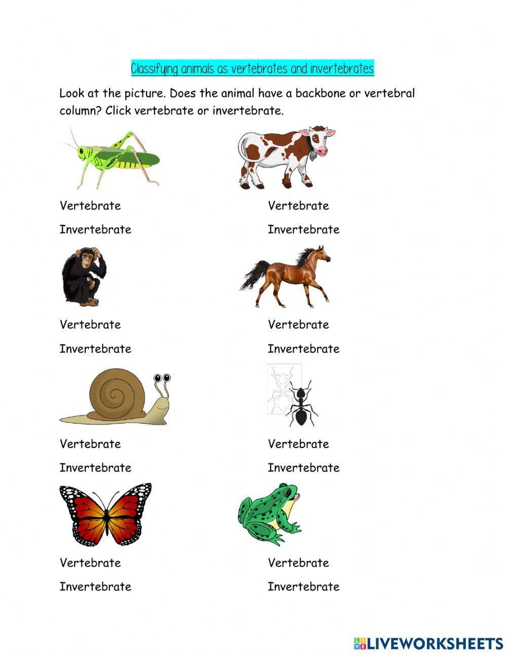 Classifying animals as vertebrates and invertebrates