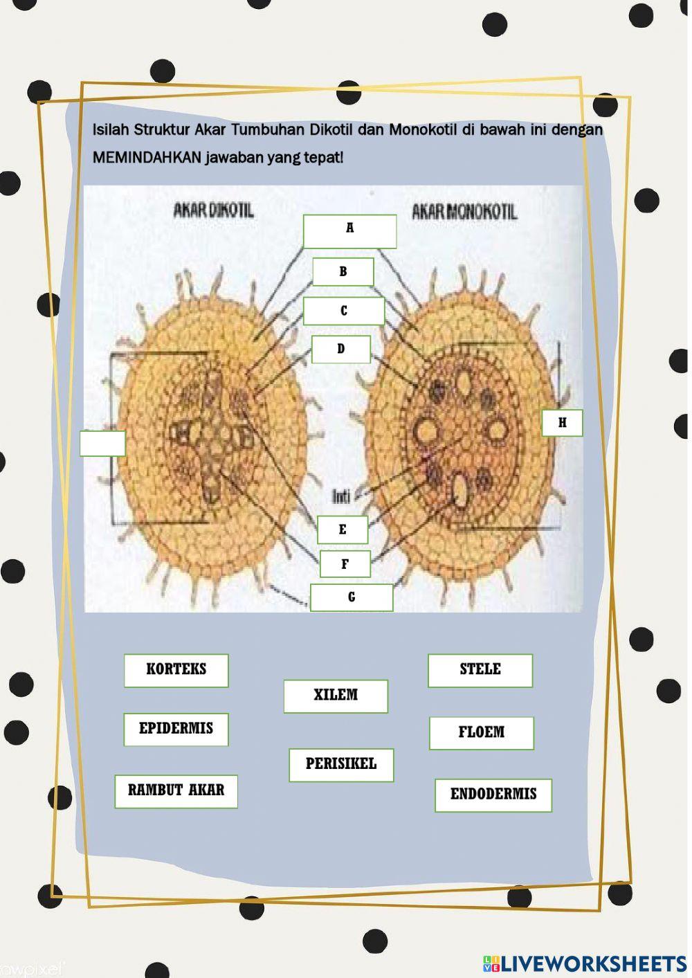 Struktur dan fungsi akar