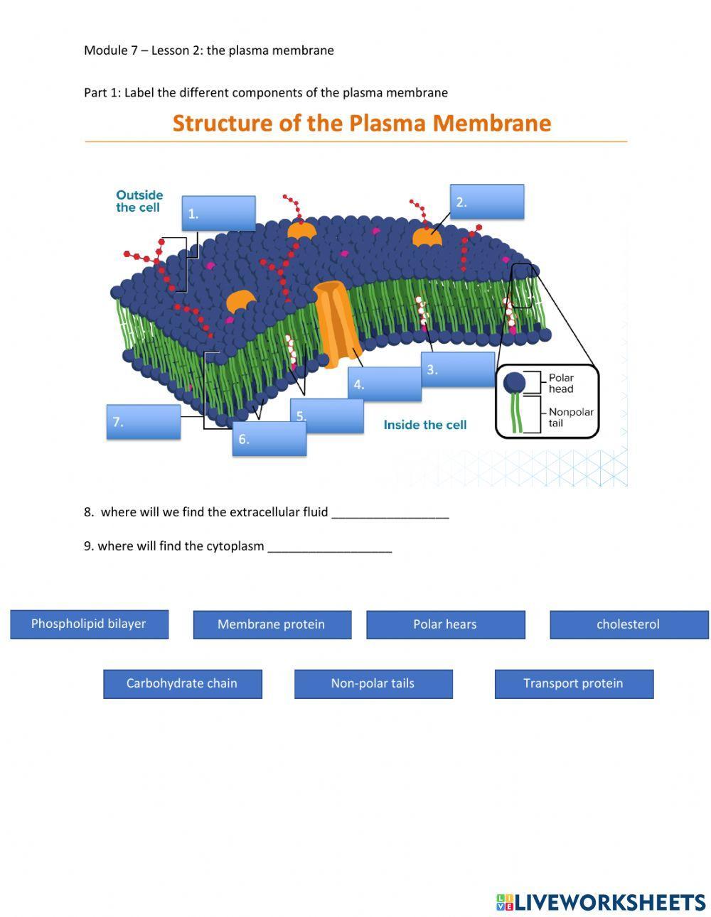 The plasma membrane