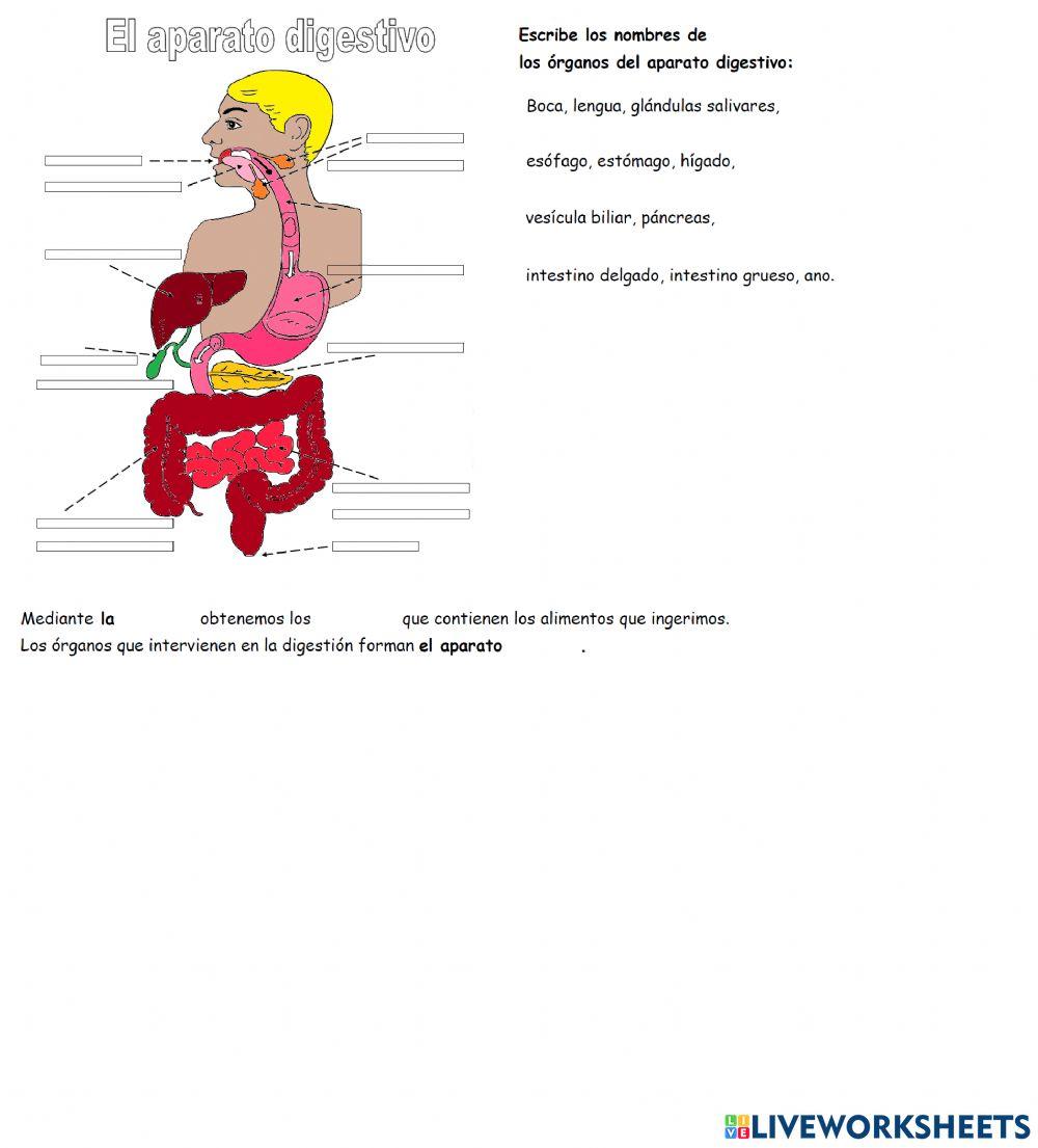 Aparato Digestivo