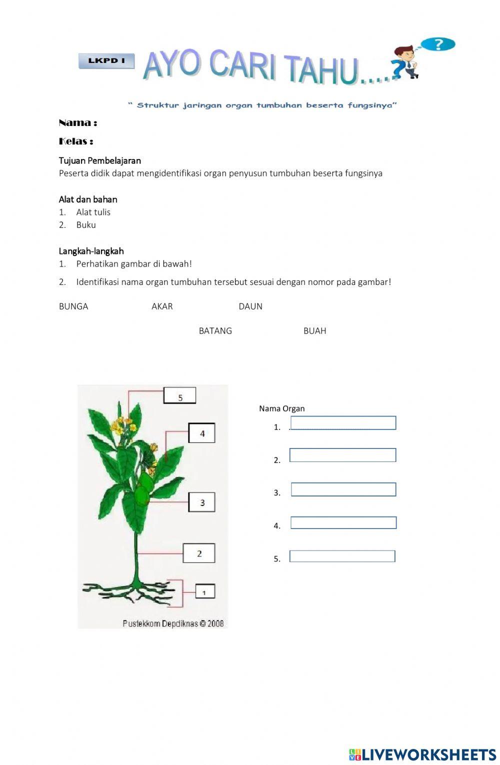 LKS Struktur dan Fungsi Tumbuhan