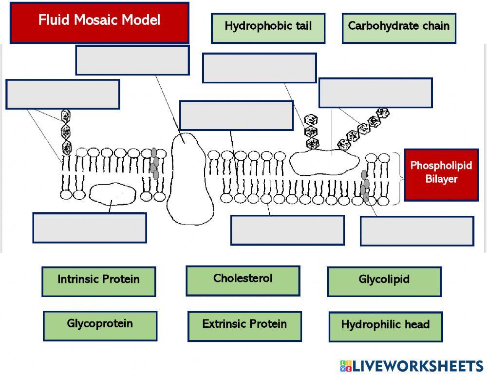 Fluid Mosaic Model