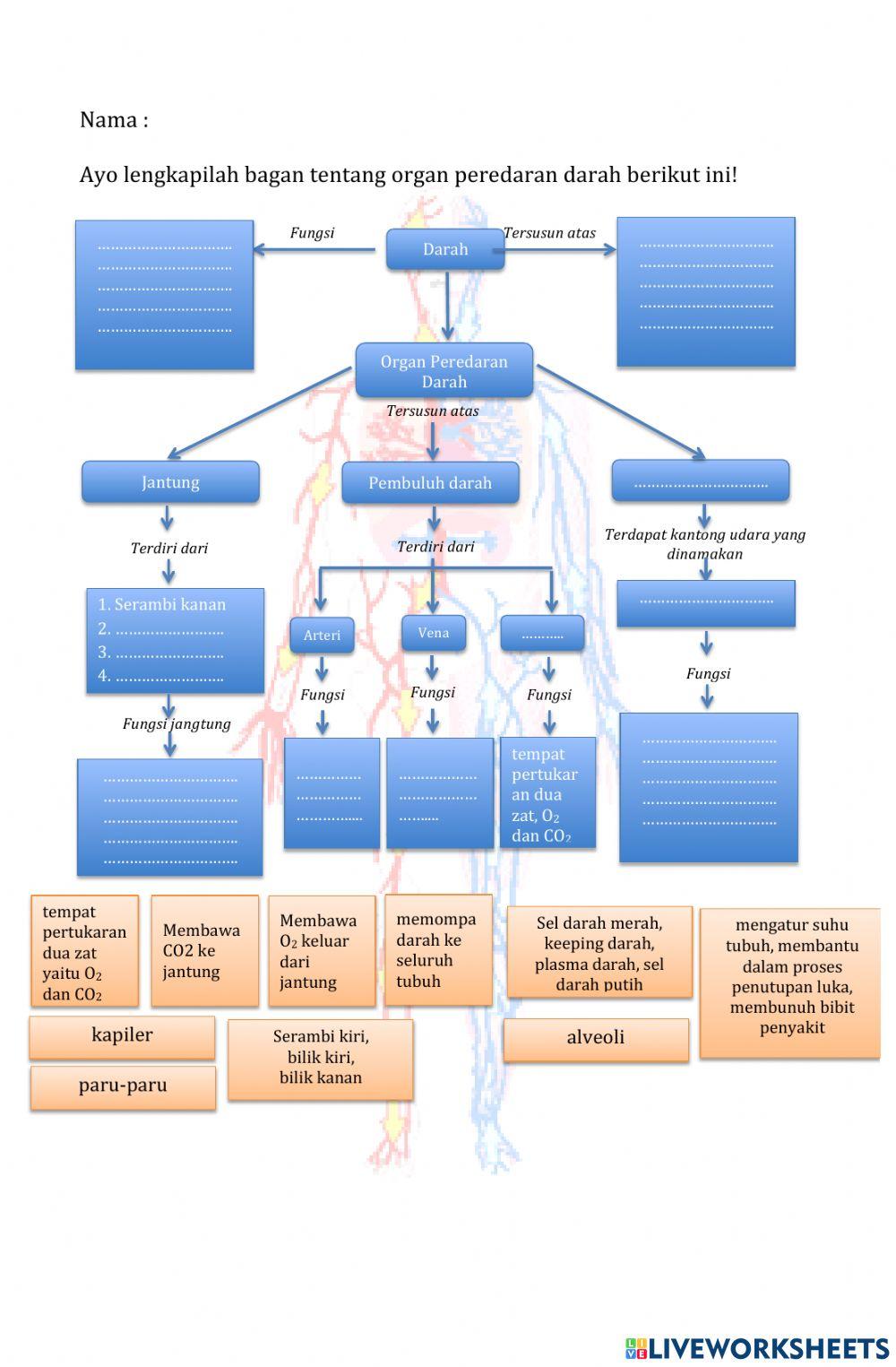Organ Peredaran Manusia