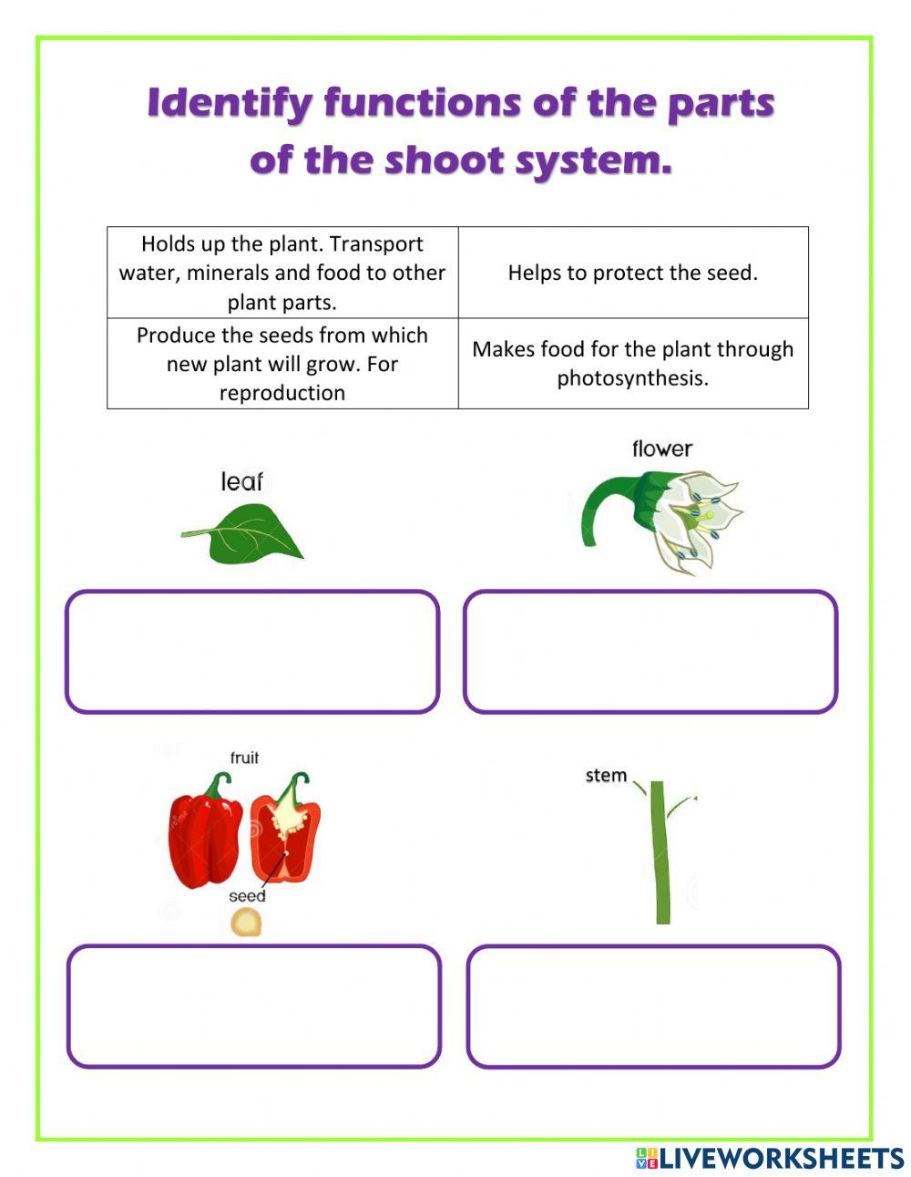 Shoot system
