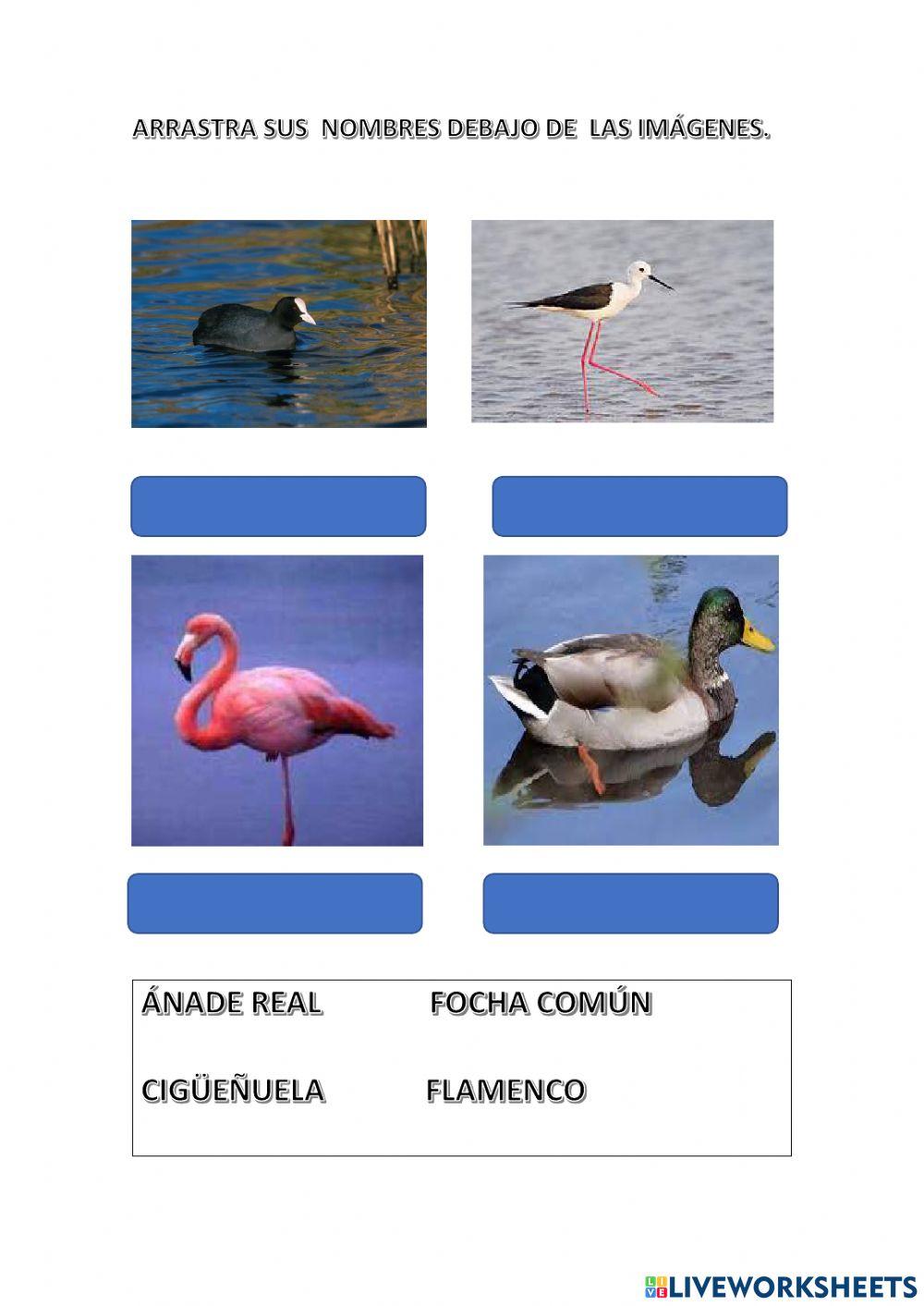 Avistamiento de aves en la desembocadura del río Guadalhorce