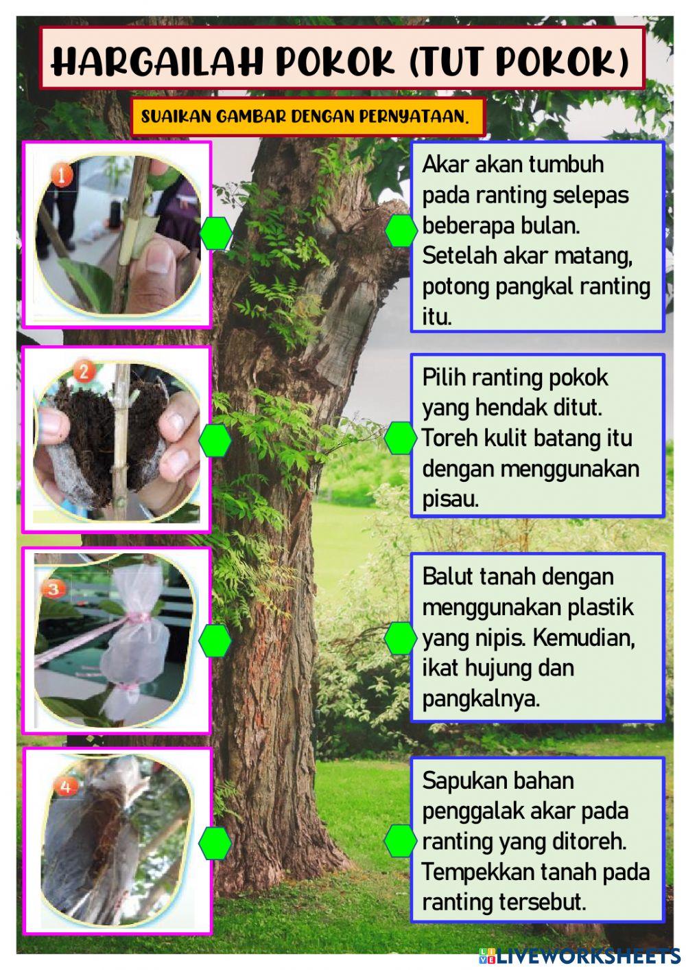 Hargailah pokok (Tut pokok)