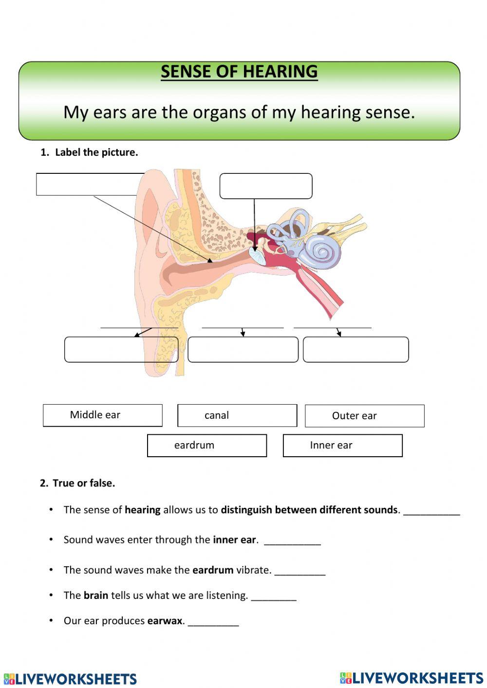 Ears interactive worksheet Live Worksheets