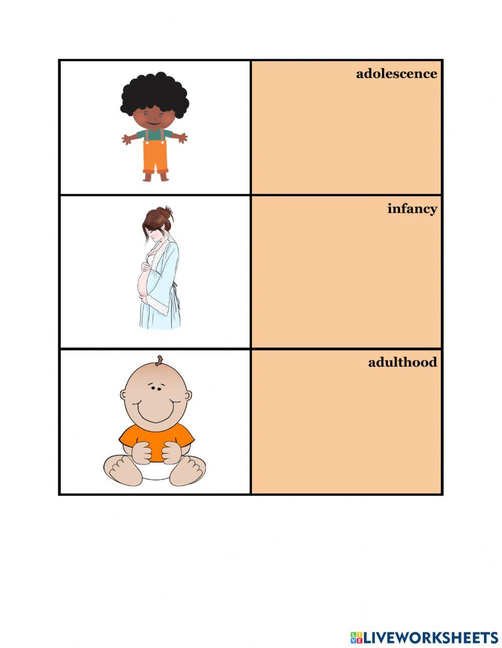 Stages of Human Development Worksheet 2