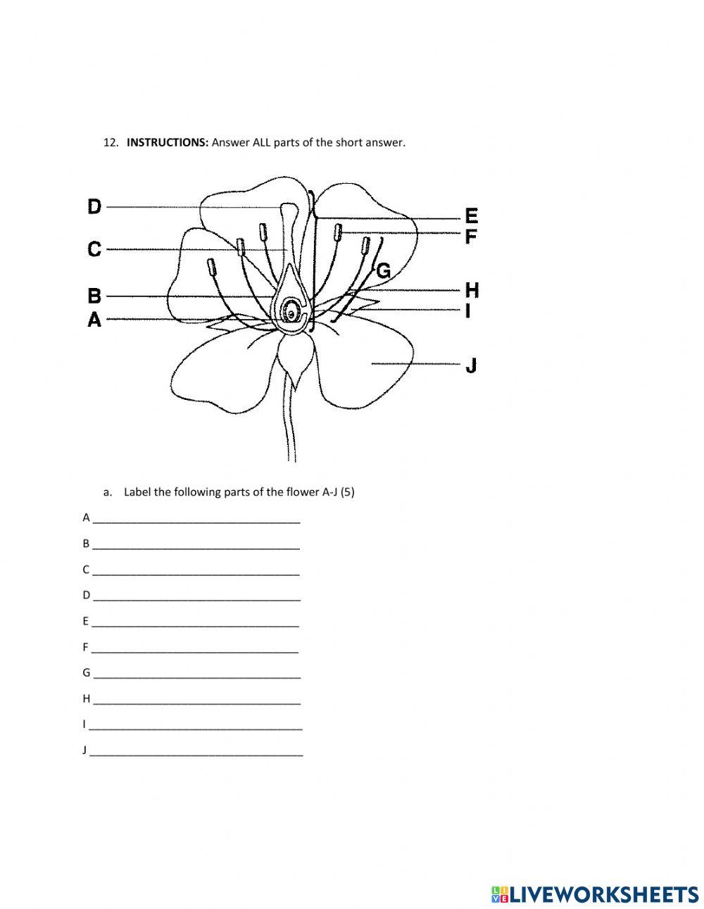 Classification of plants