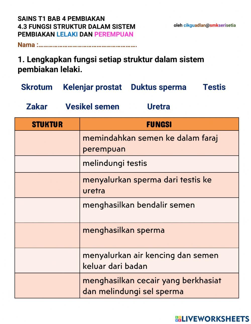 Sistem pembiakan lelaki dan perempuan