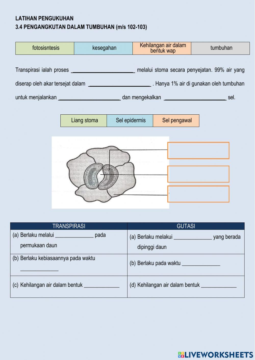 3.4 Pengangkutan dalam tumbuhan