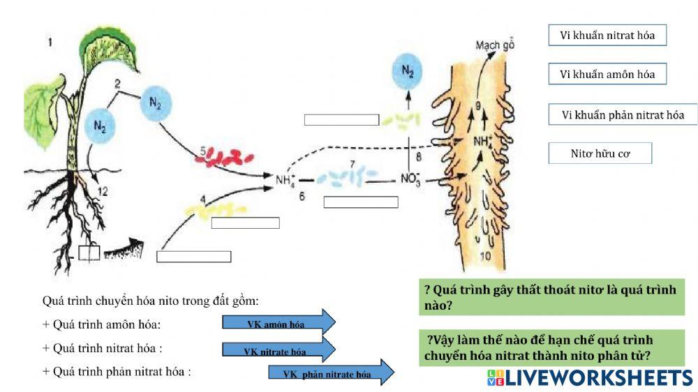 Tiết 6: Chủ đề dinh dưỡng nitơ ở thực vật