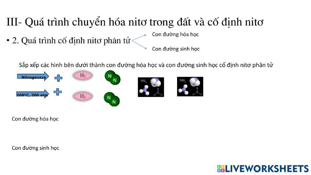 Tiết 6: Chủ đề dinh dưỡng nitơ ở thực vật