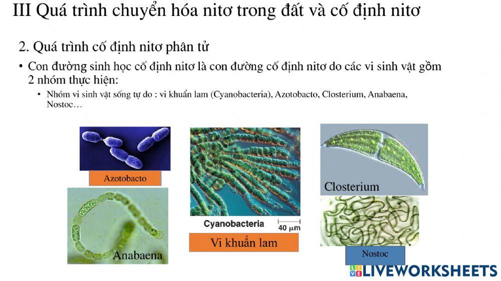 Tiết 6: Chủ đề dinh dưỡng nitơ ở thực vật