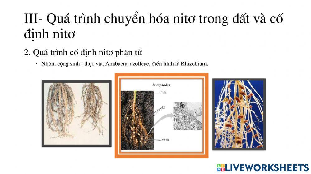 Tiết 6: Chủ đề dinh dưỡng nitơ ở thực vật