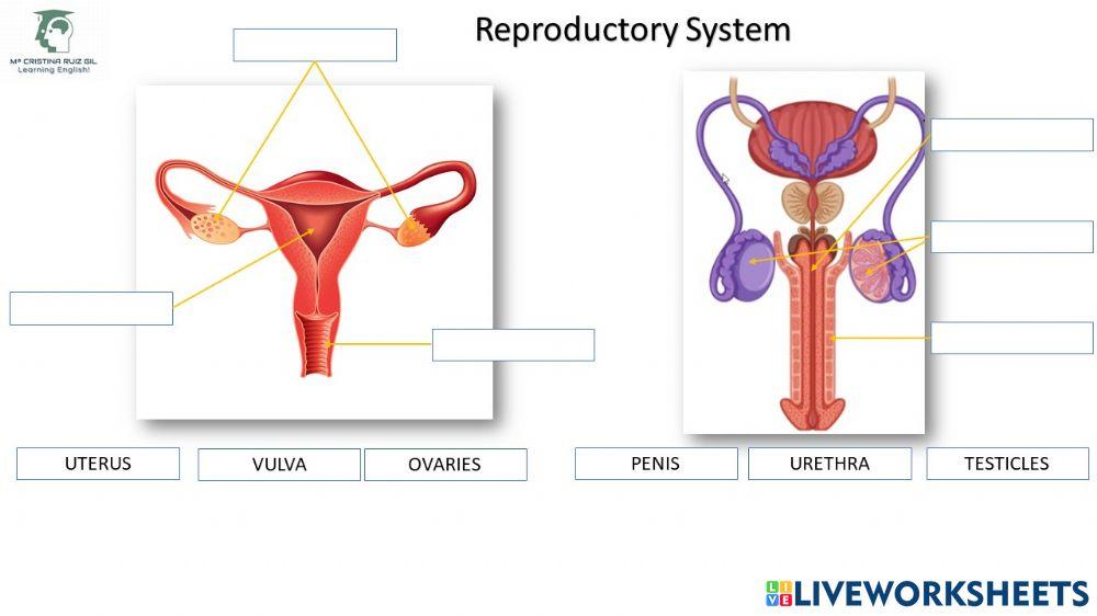 Reproductive System