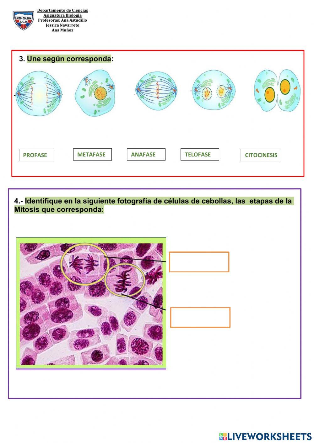 División celular- Mitosis